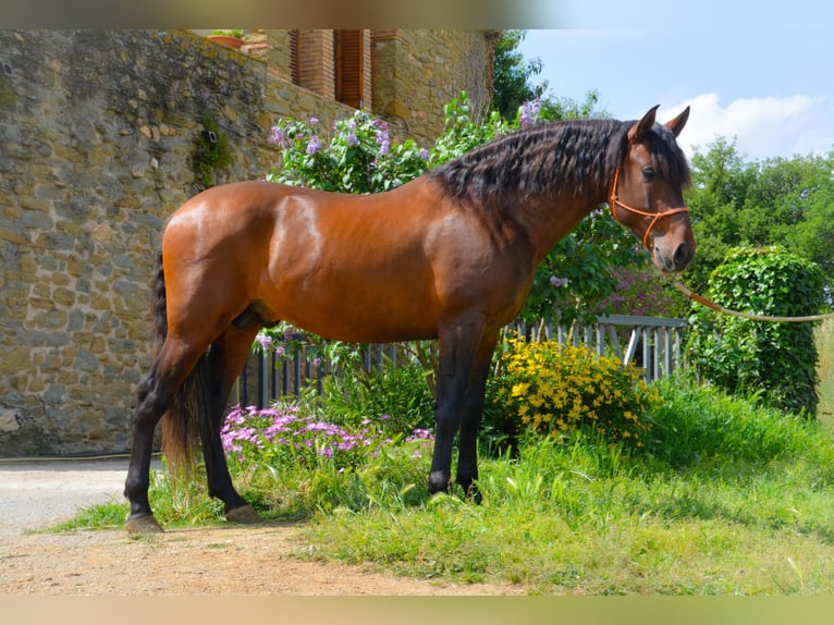PRE Mix Stallion 4 years 16 hh Brown in Monells