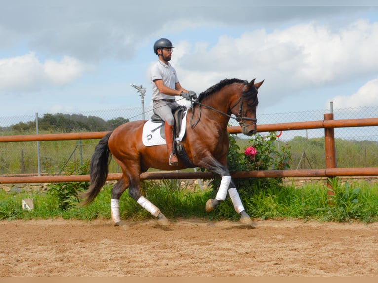 PRE Mix Stallion 4 years 16 hh Brown in Monells