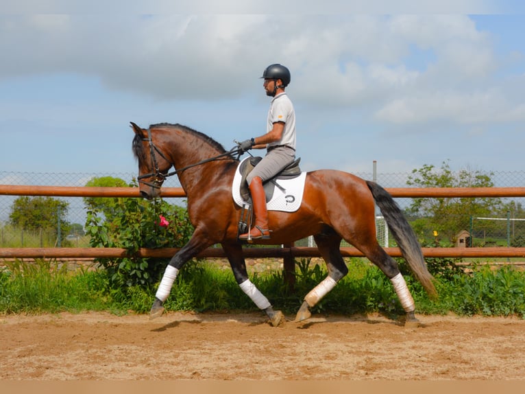 PRE Mix Stallion 4 years 16 hh Brown in Monells