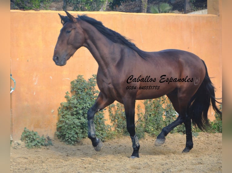 PRE Stallion 4 years 16 hh Brown in Vejer de la Frontera