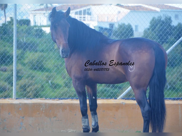 PRE Stallion 4 years 16 hh Brown in Vejer de la Frontera