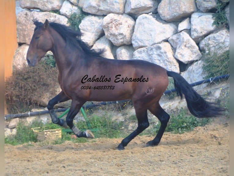 PRE Stallion 4 years 16 hh Brown in Vejer de la Frontera