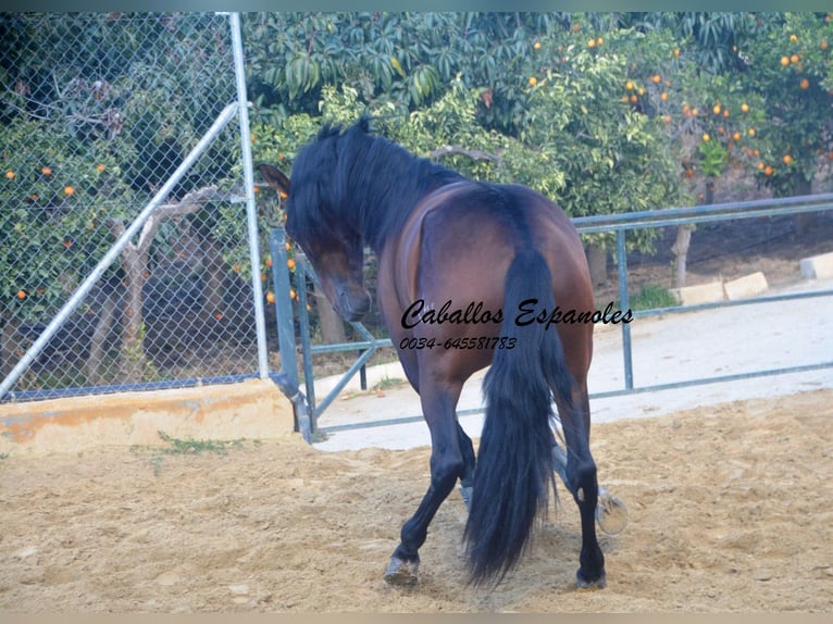 PRE Stallion 4 years 16 hh Brown in Vejer de la Frontera