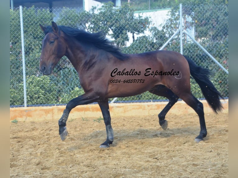 PRE Stallion 4 years 16 hh Brown in Vejer de la Frontera