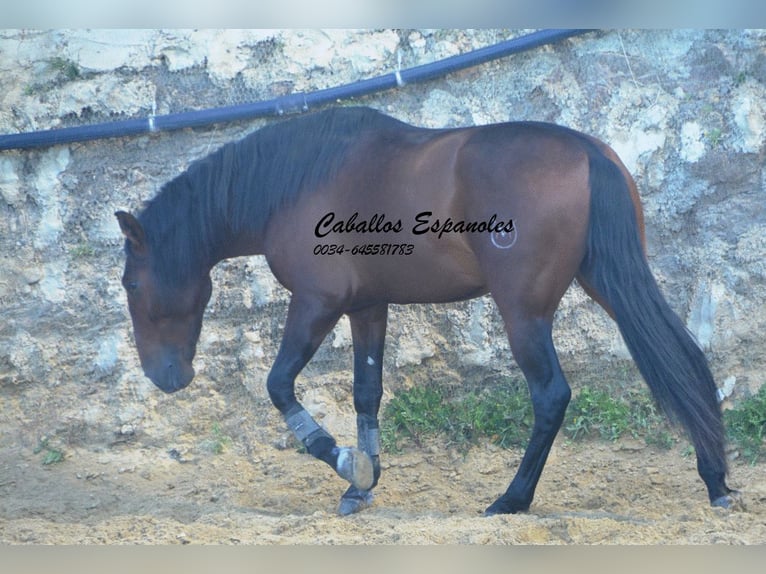 PRE Stallion 4 years 16 hh Brown in Vejer de la Frontera