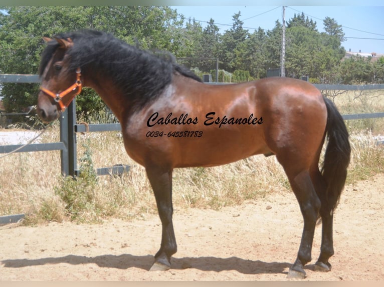 PRE Mix Stallion 4 years 16 hh Brown in Vejer de la Frontera