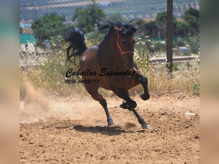 PRE Mix Stallion 4 years 16 hh Brown in Vejer de la Frontera