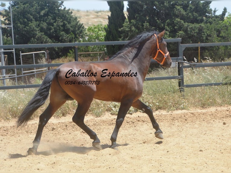 PRE Mix Stallion 4 years 16 hh Brown in Vejer de la Frontera