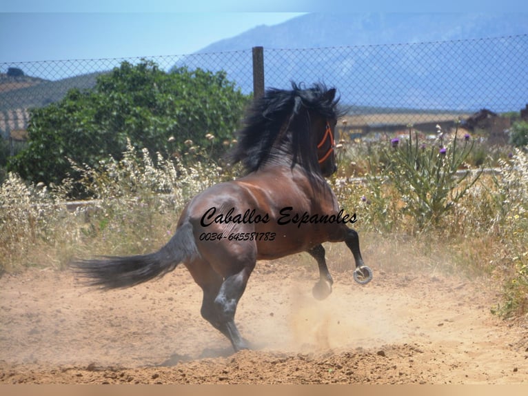 PRE Mix Stallion 4 years 16 hh Brown in Vejer de la Frontera