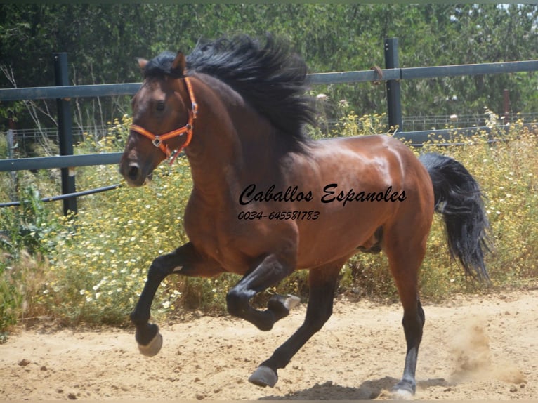 PRE Mix Stallion 4 years 16 hh Brown in Vejer de la Frontera
