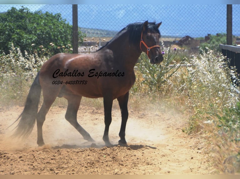 PRE Mix Stallion 4 years 16 hh Brown in Vejer de la Frontera