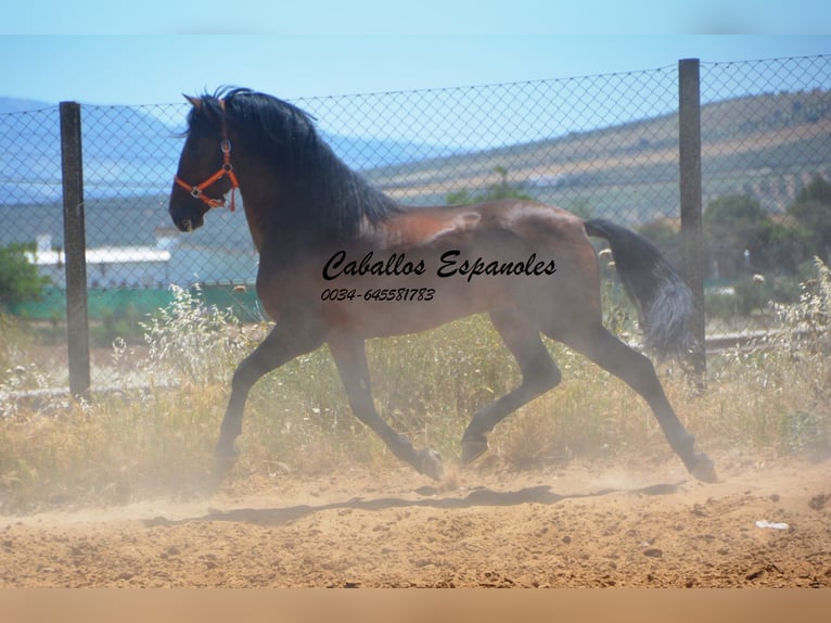 PRE Mix Stallion 4 years 16 hh Brown in Vejer de la Frontera