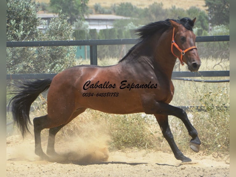 PRE Mix Stallion 4 years 16 hh Brown in Vejer de la Frontera