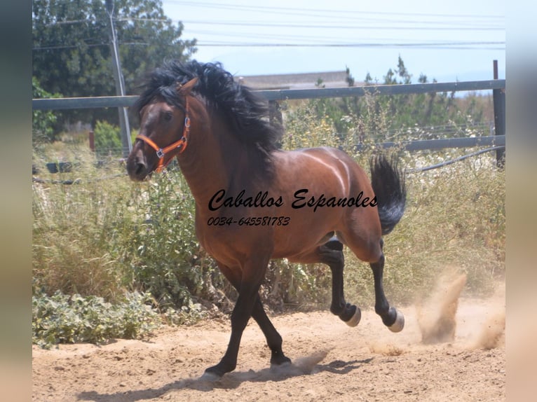 PRE Mix Stallion 4 years 16 hh Brown in Vejer de la Frontera