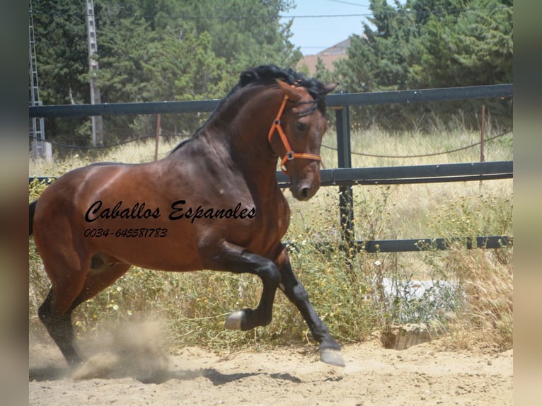 PRE Mix Stallion 4 years 16 hh Brown in Vejer de la Frontera