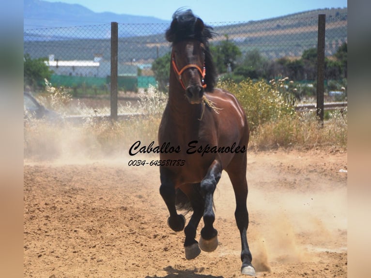 PRE Mix Stallion 4 years 16 hh Brown in Vejer de la Frontera