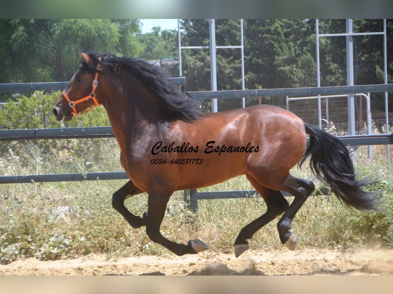 PRE Mix Stallion 4 years 16 hh Brown in Vejer de la Frontera