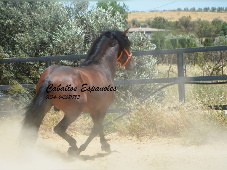 PRE Mix Stallion 4 years 16 hh Brown in Vejer de la Frontera