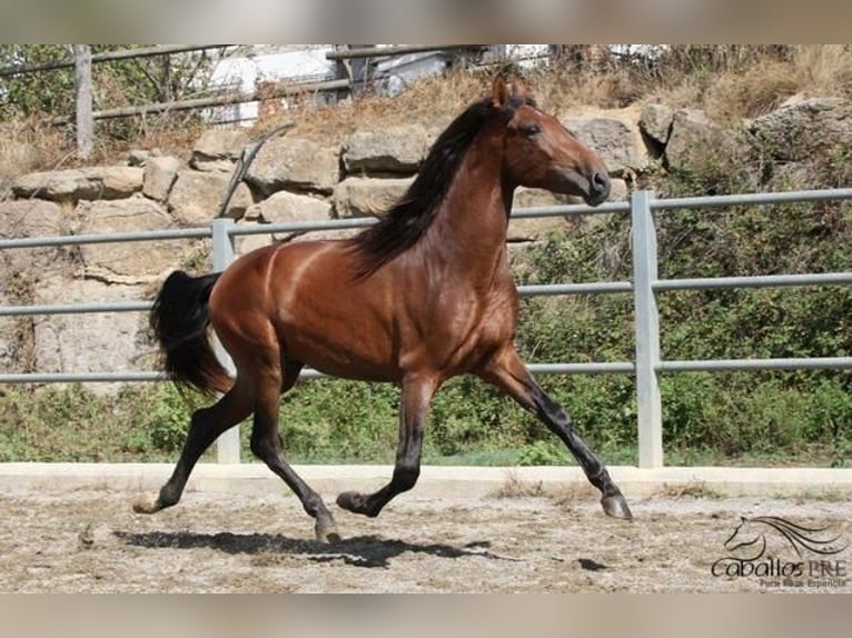 PRE Stallion 4 years 16 hh Brown in Barcelona