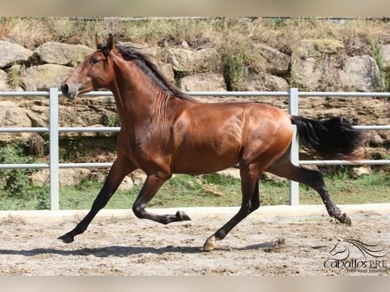 PRE Stallion 4 years 16 hh Brown in Barcelona