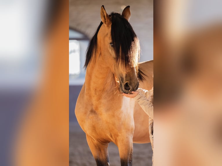 PRE Mix Stallion 4 years 16 hh Buckskin in El Catllar