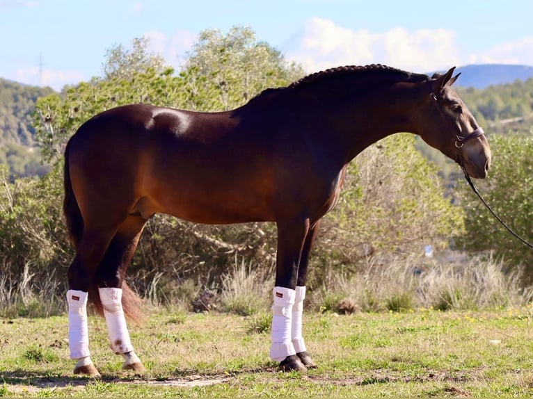 PRE Stallion 4 years 16 hh Buckskin in Alhaurin de Grande