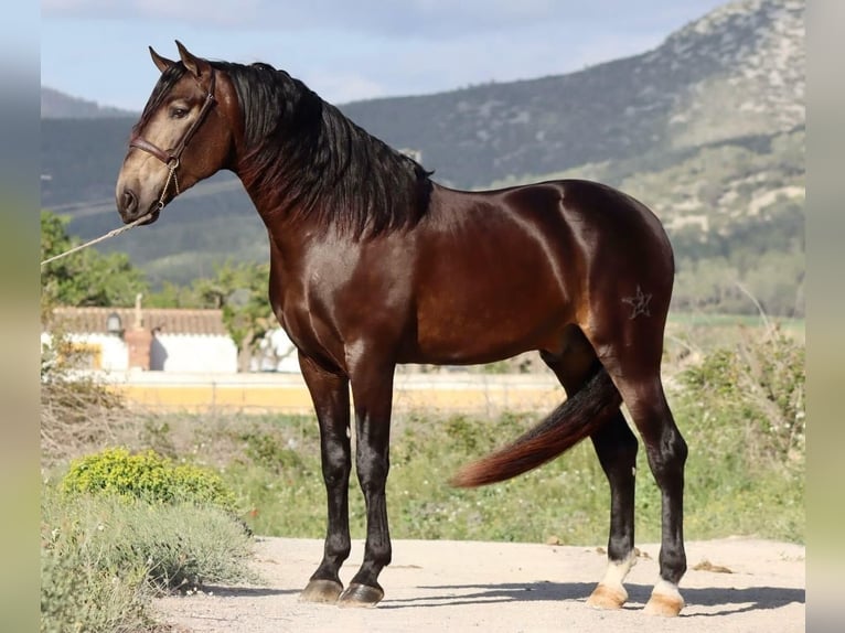 PRE Stallion 4 years 16 hh Buckskin in Alhaurin de Grande