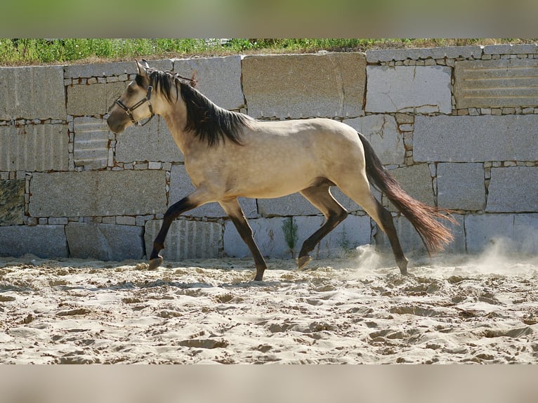 PRE Stallion 4 years 16 hh Buckskin in Ourense