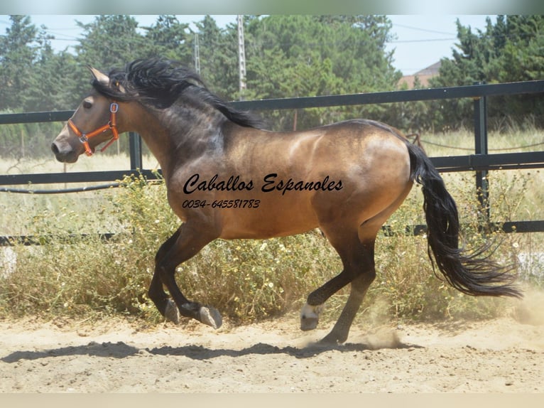 PRE Mix Stallion 4 years 16 hh Buckskin in Vejer de la Frontera