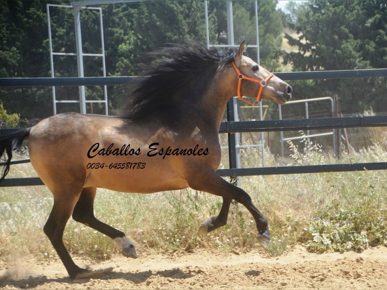 PRE Mix Stallion 4 years 16 hh Buckskin in Vejer de la Frontera