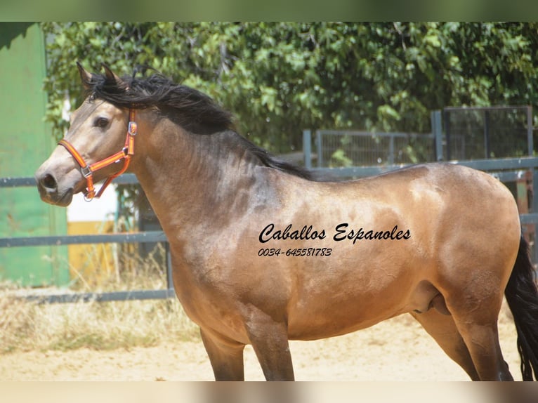 PRE Mix Stallion 4 years 16 hh Buckskin in Vejer de la Frontera
