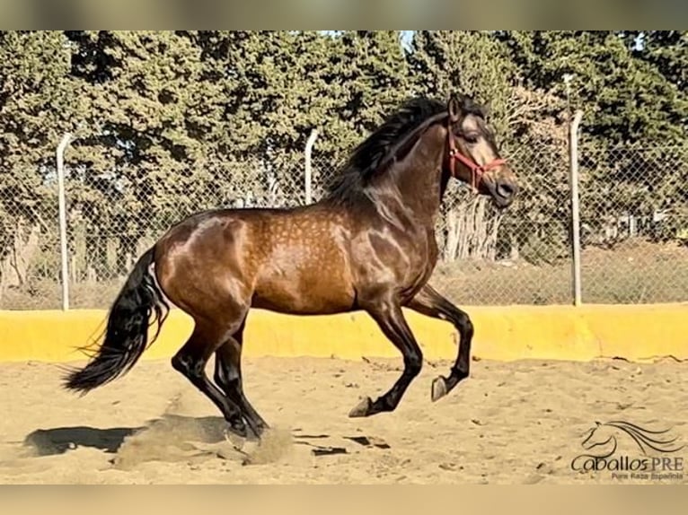 PRE Stallion 4 years 16 hh Buckskin in Barcelona