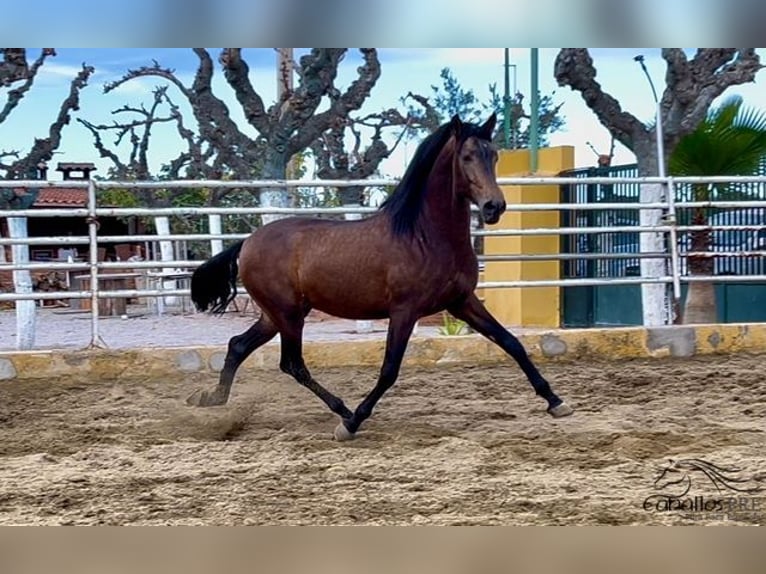 PRE Stallion 4 years 16 hh Buckskin in Barcelona