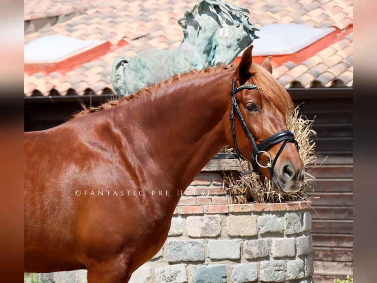 PRE Mix Stallion 4 years 16 hh Chestnut-Red in Santa Perpetua de Mogoda