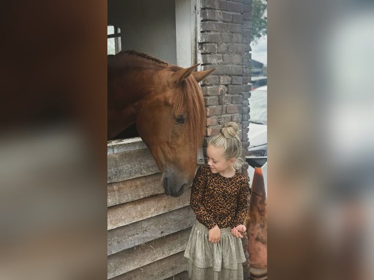 PRE Stallion 4 years 16 hh Chestnut-Red in Grebenhain
