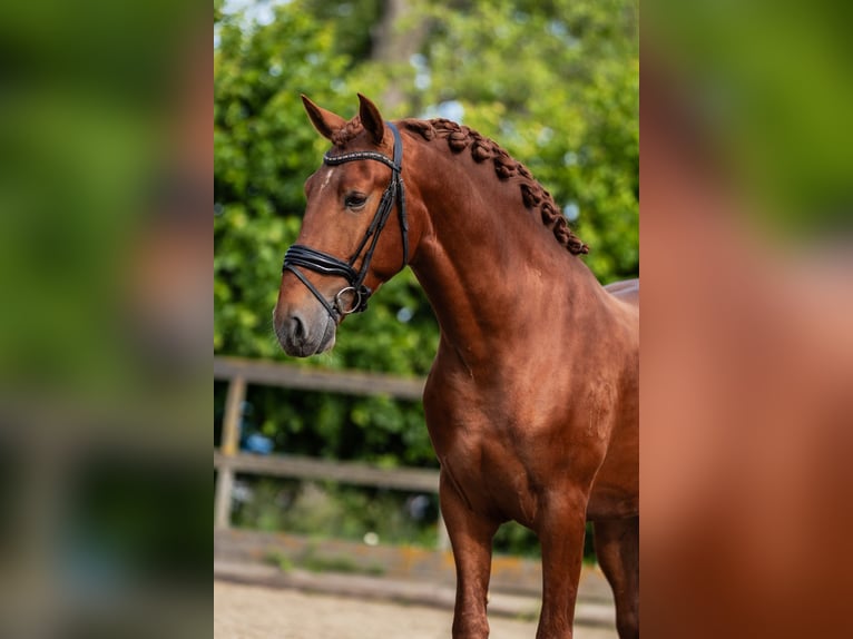 PRE Stallion 4 years 16 hh Chestnut-Red in Grebenhain