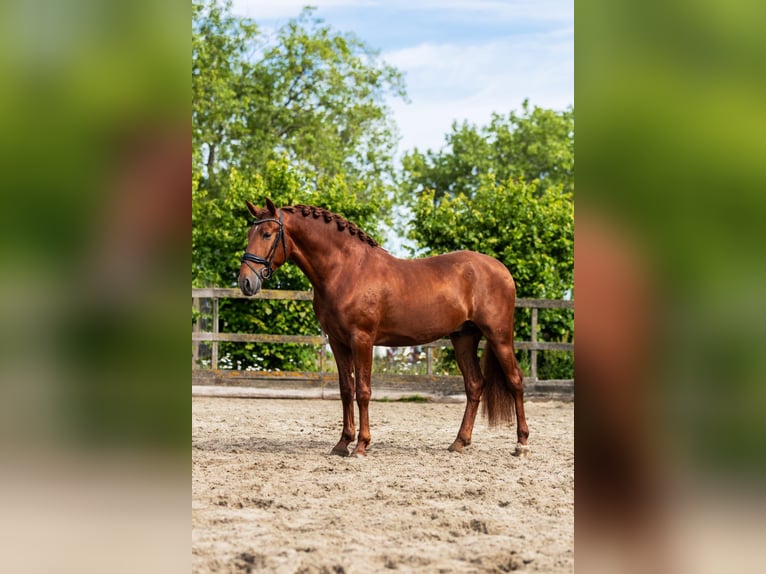 PRE Stallion 4 years 16 hh Chestnut-Red in Grebenhain