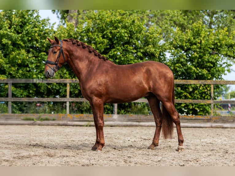 PRE Stallion 4 years 16 hh Chestnut-Red in Grebenhain