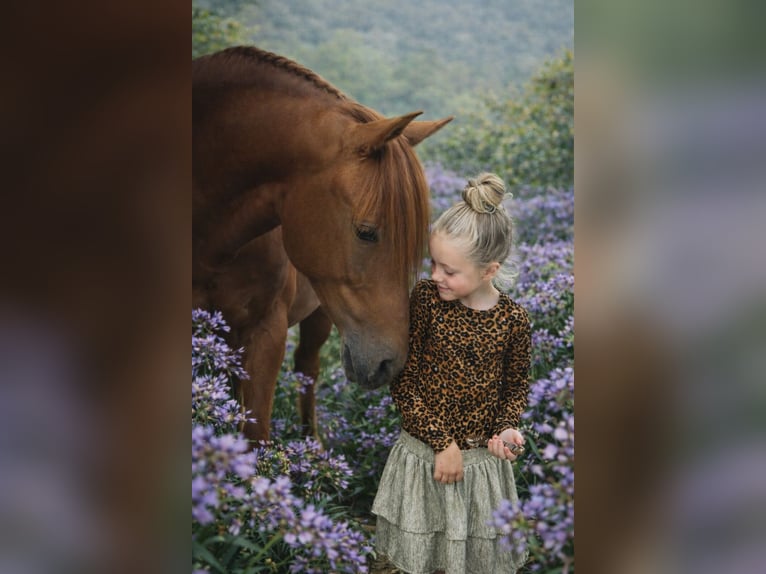 PRE Stallion 4 years 16 hh Chestnut-Red in Grebenhain