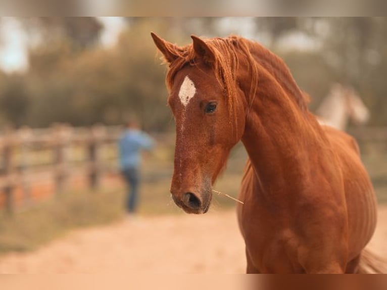 PRE Stallion 4 years 16 hh Chestnut-Red in Felanitx