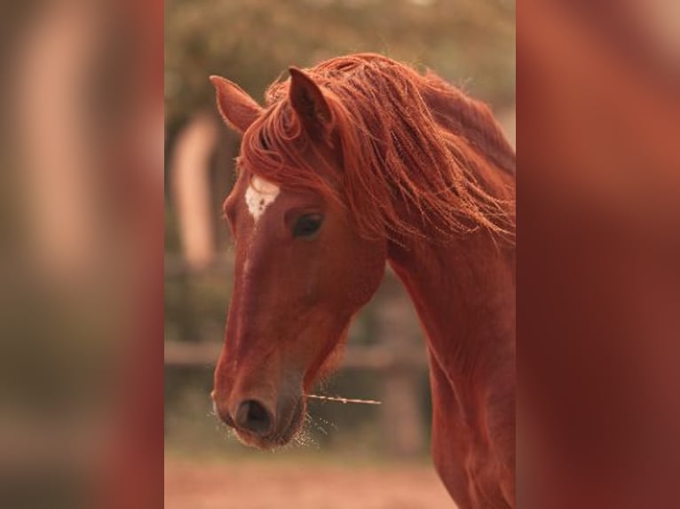 PRE Stallion 4 years 16 hh Chestnut-Red in Felanitx