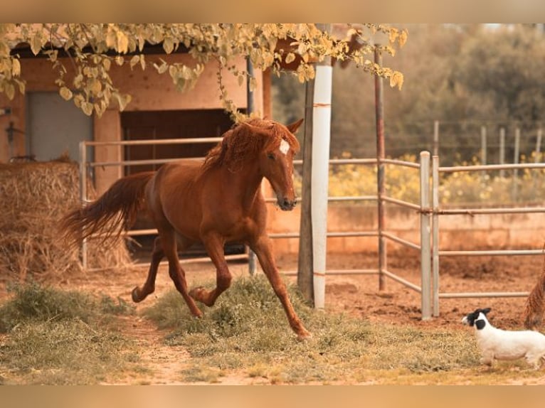 PRE Stallion 4 years 16 hh Chestnut-Red in Felanitx