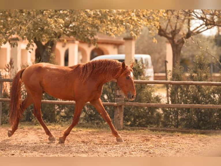 PRE Stallion 4 years 16 hh Chestnut-Red in Felanitx