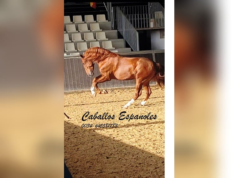 PRE Stallion 4 years 16 hh Chestnut-Red in Vejer de la Frontera