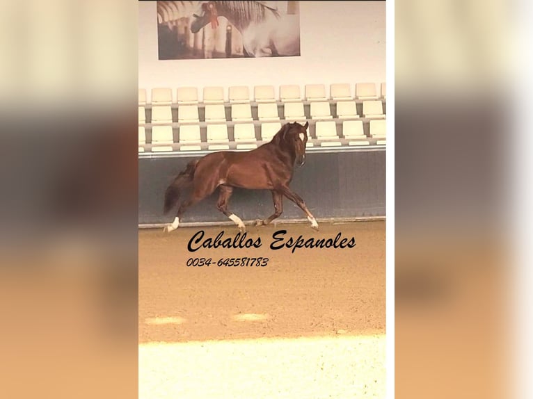 PRE Stallion 4 years 16 hh Chestnut-Red in Vejer de la Frontera