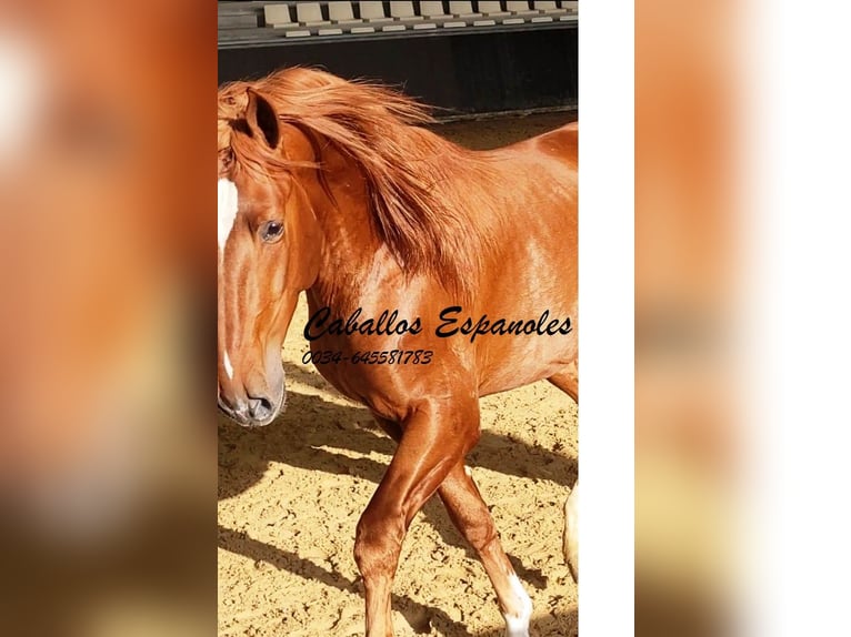 PRE Stallion 4 years 16 hh Chestnut-Red in Vejer de la Frontera