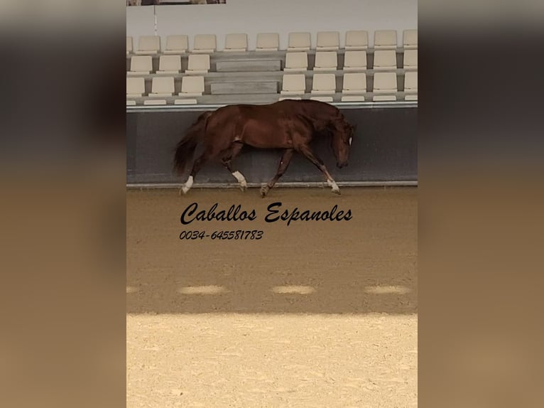 PRE Stallion 4 years 16 hh Chestnut-Red in Vejer de la Frontera