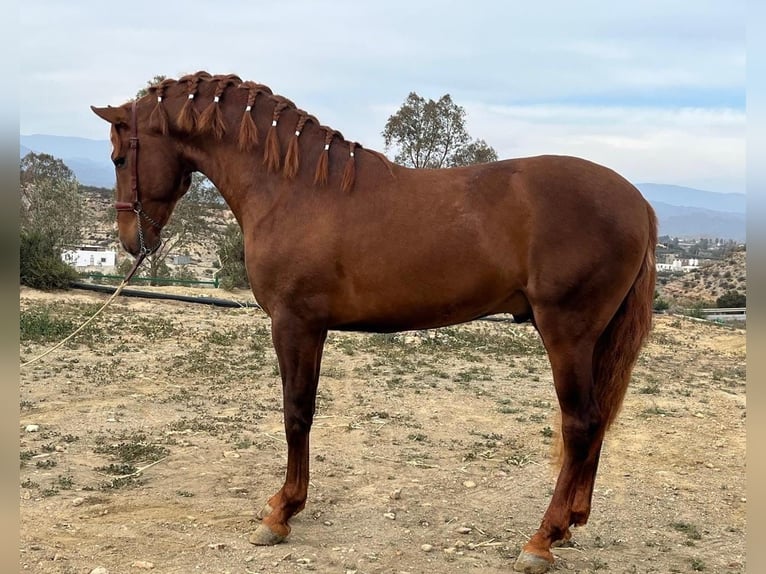 PRE Mix Stallion 4 years 16 hh Chestnut-Red in Tabernas