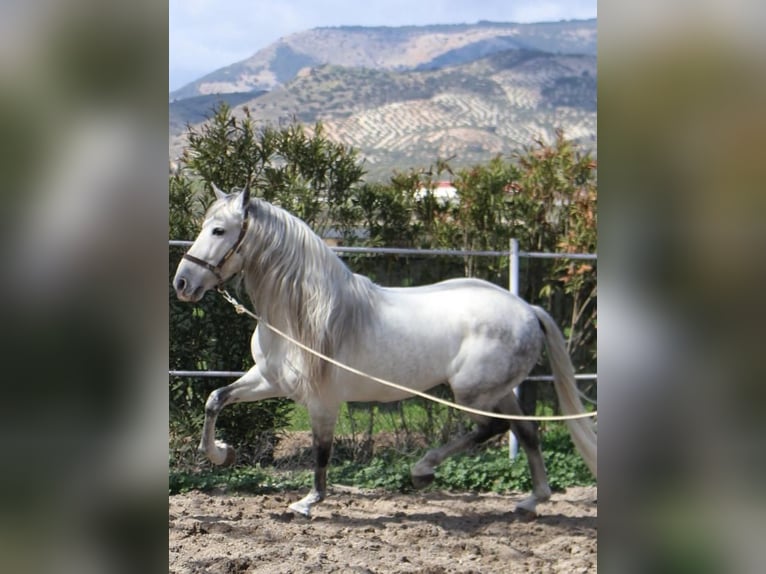 PRE Mix Stallion 4 years 16 hh in Almerimar