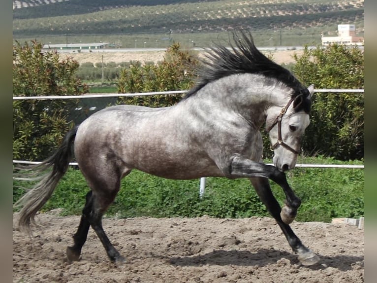 PRE Mix Stallion 4 years 16 hh in Almerimar